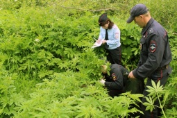 Санкт-Петербургская транспортная прокуратура разъясняет про ответственность за нарушения в области культивирования наркосодержащих растений. 