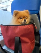 Изменение требований к содержанию собак