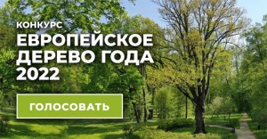  Петербуржцев просят проголосовать за Тургеневский дуб, претендующий на статус Европейского дерева года