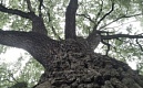 Петербургский дуб поборется за статус Российского дерева года 