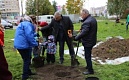 Простые правила законной рубки зеленых насаждений
